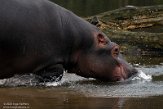 NBB01206428 nijlpaard / Hippopotamus amphibius