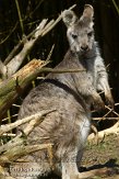 NBV01132960 wallaroe / Macropus robustus