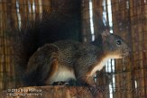 NBV01132971 Japanse eekhoorn / Sciurus lis