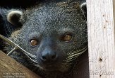 NZB01140843 Palawan Bintoerong / Arctictis binturong whitei