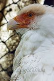 NZB01140852 kuifcaracara / Polyborus plancus