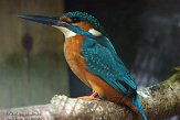 NZB01140861 ijsvogel / Alcedo atthis