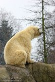 NDB02131703 ijsbeer / Ursus maritimus