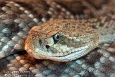 NDB02131718 Mexicaanse ratelslang / Crotalus basiliscus