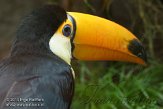 NDB02131724 reuzentoekan / Ramphastos toco