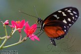 NDB01140011 passiebloemvlinder / Heliconius doris