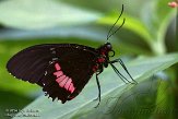 NDB01140024 Gewone passiebloemvlinder / Heliconius erato