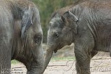 NDB01140033 Aziatische olifant / Elephas maximus