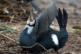 NDB01140056 aalscholver / Phalacrocorax carbo