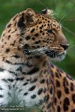 NDB01140066 Amoerpanter / Panthera pardus orientalis