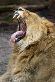 NDB01140084 Aziatische leeuw / Panthera leo persica