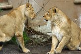NDB01140095 Aziatische leeuw / Panthera leo persica