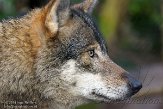 NDB01140107 Europese wolf / Canis lupus lupus
