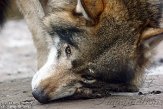 NDB02140217 Europese wolf / Canis lupus lupus