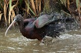 NDB02140225 zwarte ibis / Plegadis falcinellus