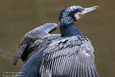 NDB01150033 aalscholver / Phalacrocorax carbo