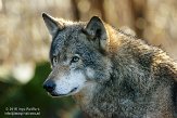 NDB01150038 Europese wolf / Canis lupus lupus