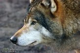 NDB01150042 Europese wolf / Canis lupus lupus