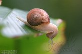 NDB02150262 wijngaardslak / Helix pomatia