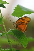 NDB02150278 vuurpassiebloemvlinder / Dryas iulia