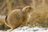 NDB02150300 zwartstaartprairiehond / Cynomys ludovicianus