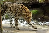 NDB02150350 Amoerpanter / Panthera pardus orientalis