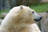 NDB01160041 ijsbeer / Ursus maritimus