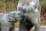 NDB02160104 Aziatische olifant / Elephas maximus