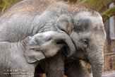 NDB02160106 Aziatische olifant / Elephas maximus