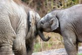 NDB02160152 Aziatische olifant / Elephas maximus