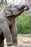 NDB02160175 Aziatische olifant / Elephas maximus