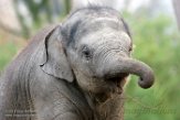NDB02160180 Aziatische olifant / Elephas maximus