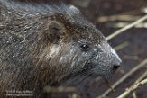 NDB01170001 Cubaanse hutia / Capromys pilorides