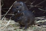 NDB01170009 Cubaanse hutia / Capromys pilorides