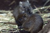 NDB01170032 Cubaanse hutia / Capromys pilorides