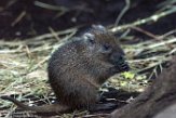 NDB01170053 Cubaanse hutia / Capromys pilorides