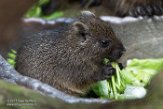 NDB01170064 Cubaanse hutia / Capromys pilorides