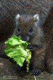 NDB01170082 Cubaanse hutia / Capromys pilorides