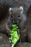 NDB01170084 Cubaanse hutia / Capromys pilorides