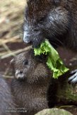 NDB01170101 Cubaanse hutia / Capromys pilorides