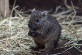 NDB01170142 Cubaanse hutia / Capromys pilorides