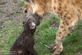 NDB02170254 gevlekte hyena / Crocuta crocuta