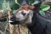 NDB01180012 okapi / Okapia johnstoni