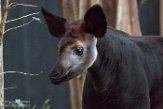 NDB01180031 okapi / Okapia johnstoni