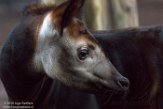 NDB01180062 okapi / Okapia johnstoni