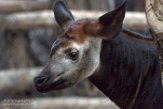 NDB01180064 okapi / Okapia johnstoni