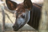 NDB02180386 okapi / Okapia johnstoni