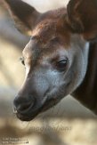 NDB02180391 okapi / Okapia johnstoni