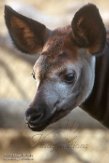 NDB02180394 okapi / Okapia johnstoni