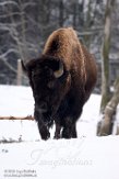 NDB03190912 Amerikaanse bizon / Bison bison bison